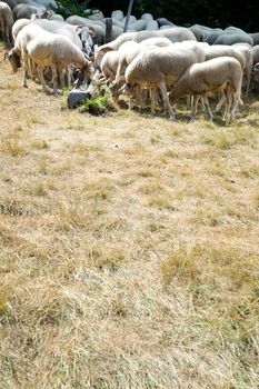 Flock of sheep grazing 