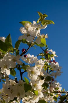 The white apple blossom