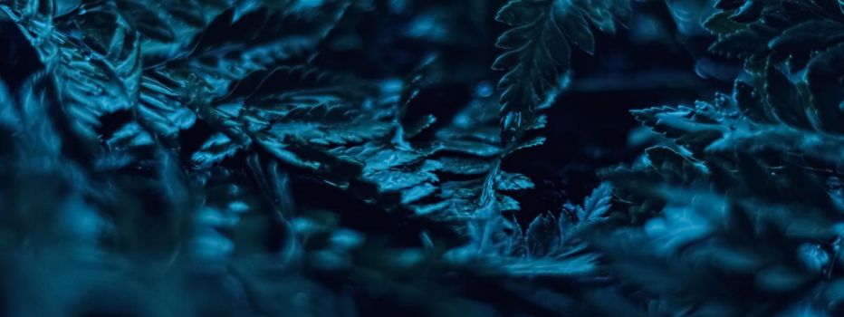 Blue plant leaves at night as surreal botanical background, minimal design