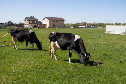 Two black and white cow on a summer pasture eats a grass.