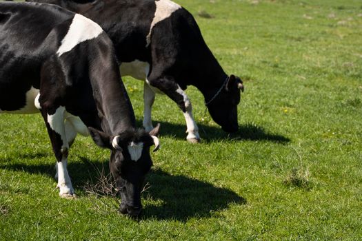 Two black and white cow on a summer pasture eats a grass.