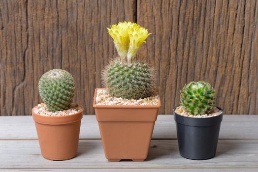 cactus in flowerpot