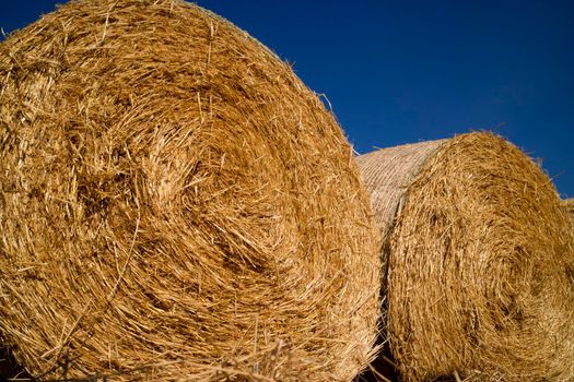 Stubble pressed straw for animals during the winter season