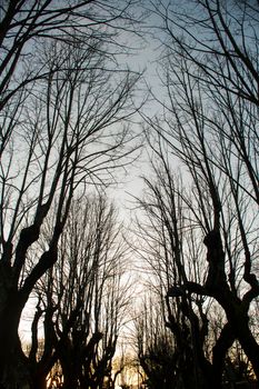 Leafless trees winter