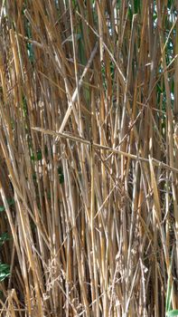 wild reed, in a natural park near barcelona in spain