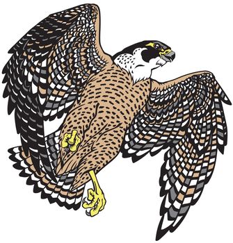 falcon a hunter in flight