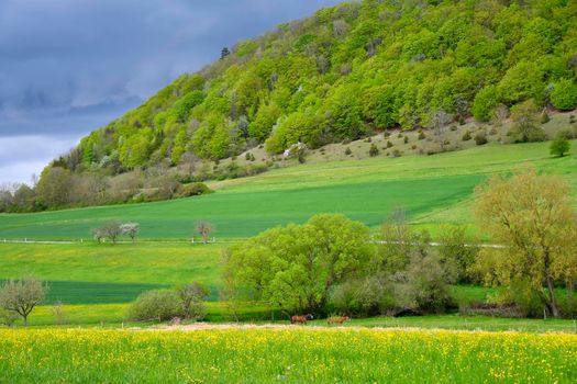 Swabian highlands in spring with fresh green leaves and blooming meadows in Germany