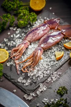 Uncooked fresh cuttlefish
