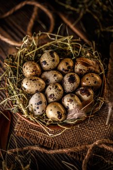 Quail eggs in hay nest
