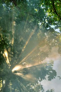 Sunbeams in the forest 
