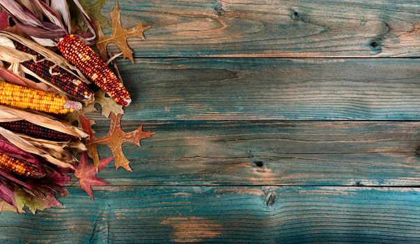 Faded autumn leaves and maize on blue wooden planks for a Thanksgiving holiday background