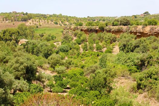 Vegetation in Valley of the Temples, Agrigento, Sicily