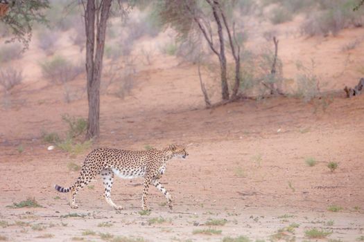 Cheetah in Kgalagadi transfrontier park, South Africa