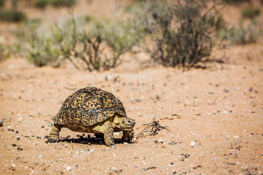 Leopard tortoise in Kgalagadi transfrontier park, South Africa