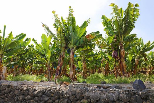 Plantation of bananas in Tenerife, Canary Islands