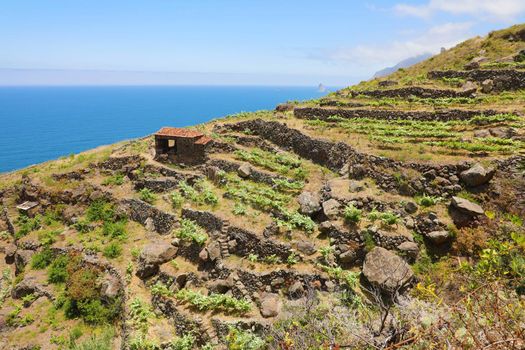 Beautiful terraced plantations agriculture in Rural Park of Anaga, Tenerife.