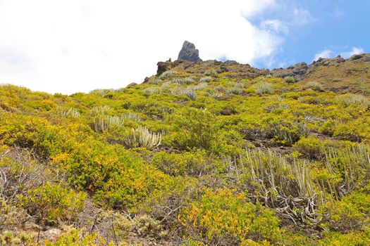 Mountain yellow vegetation cactus and succulent plants on Tenerife, Spain.