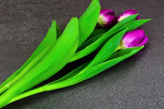 Beautiful Tulips on Dark Background