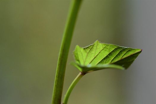 Close up of the green leave of a sweet potato against a green blurred background