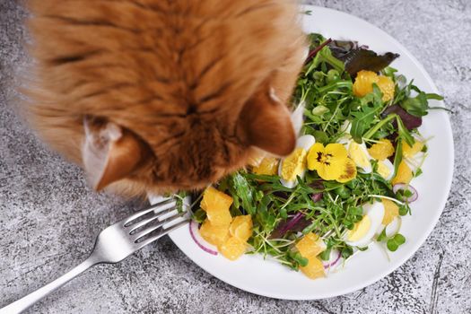Diet food for pets