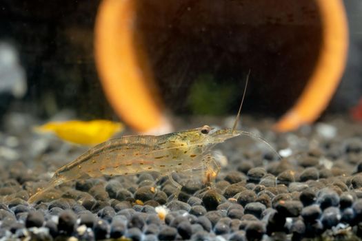 Yamato shrimp eat food and stay on aquatic soil with yellow shrimp and poetry decorative as background.
