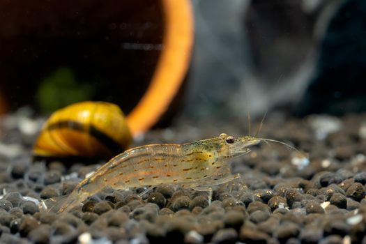 Yamato dwarf shrimp stay on aquatic soil in front of horn snail and poetry decorative in freshwater aquarium tank.