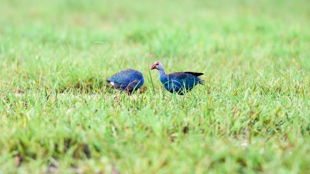 Grey-headed Swamphen, Purple Swamphen or Porphyrio poliocephalus, Two birds that are in pair its feathers are blue walking forage in the meadow in Thailand, 16:9 widescreen