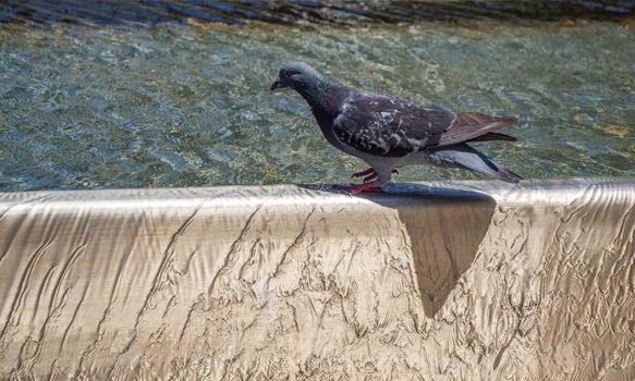 Pigeon drinking water from fountain at the city park