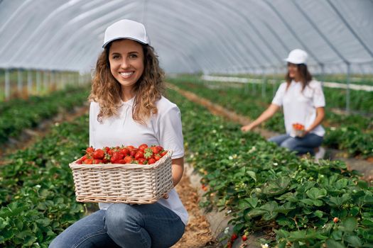 Two smiling females are harvesting strawberries.