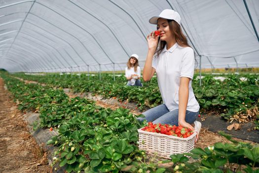 Two females are harvesting strawberries.