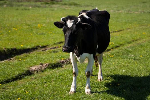 Black and white cow stares at you on a summer pasture eats a grass.