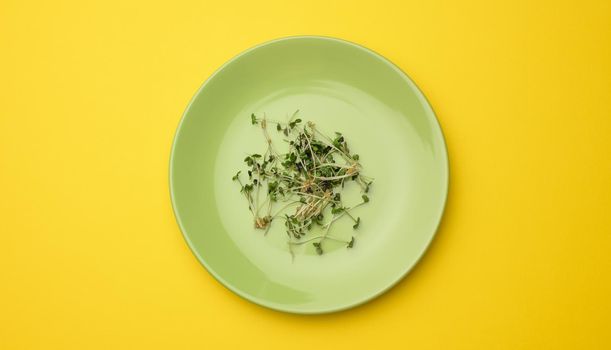green sprouts of chia, arugula and mustard in a white round plate, top view. A healthy food supplement containing vitamins C, E and K