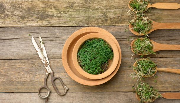 green sprouts of chia, arugula and mustard in a wooden spoon on a gray background from old gray boards, top view. Useful supplement for food containing vitamins C, E and K