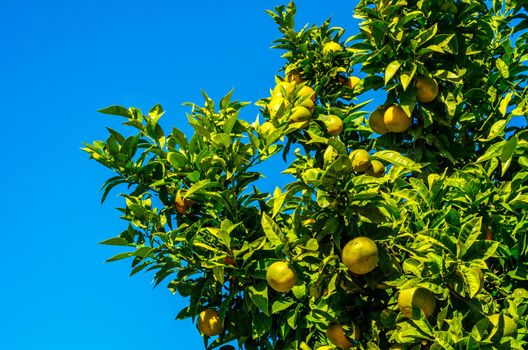 orange trees with fruit and green leafs, oranges naturally growing, healthy eating