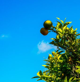 orange trees with fruit and green leafs, oranges naturally growing, healthy eating