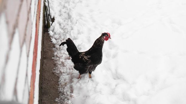 Cock in Snow. Black cock portrait in a winter landscape