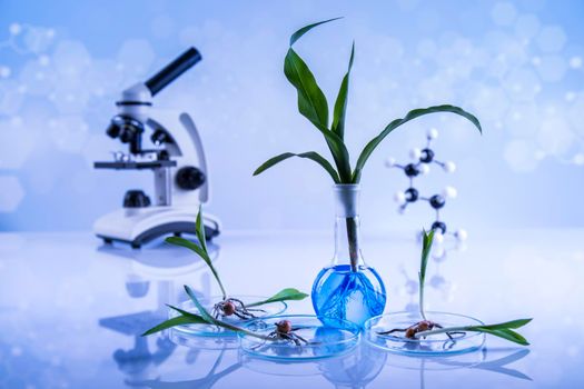 Chemical laboratory glassware, Genetically modified plant 