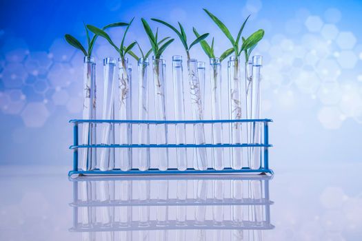 Biotechnology concept, Plant laboratory experimental