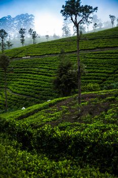 Asia, Sri lanka. Beautiful fresh green tea plantation 