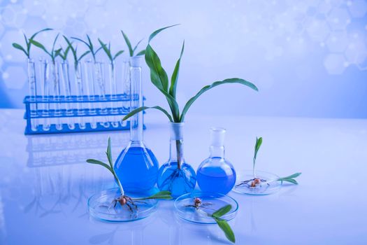 Biotechnology concept, Plant laboratory experimental