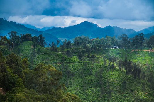 Sri lanka, Asia, Beautiful fresh green tea plantation 