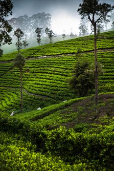 Asia, Sri lanka. Beautiful fresh green tea plantation 