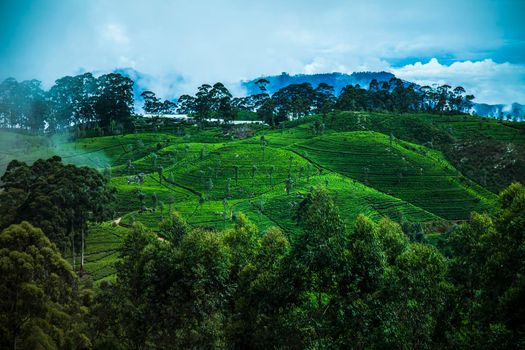Fresh green tea plantation at Sri lanka

