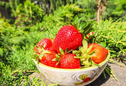 Large ripe red juicy strawberries in a bowl in the home garden. Summertime healthy food concept.