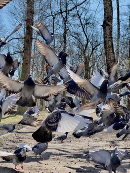 Soaring flock of pigeons in the park in motion.