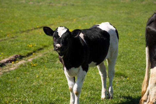 Black and white calf stares at you on a summer pasture eats a grass.