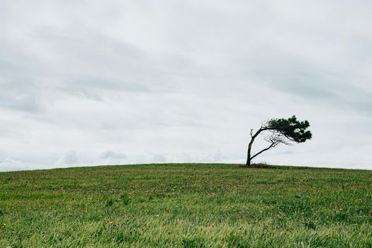 Solitary and distorted tree in the middle of a meadow during a cloudy day with copy space