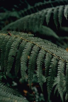 A minimal view of a fern in the middle of the forest