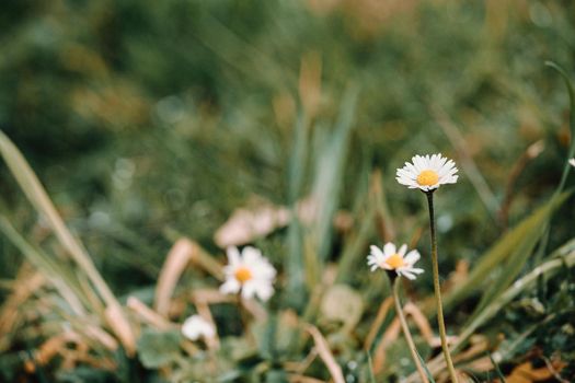 A blooming daisy in the middle of the grass during spring