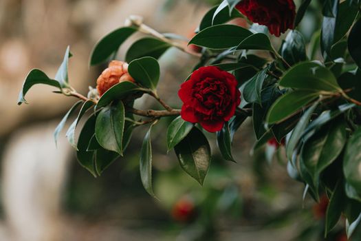 A red rose blooming in the spring from a tree on colorful tones with copy space